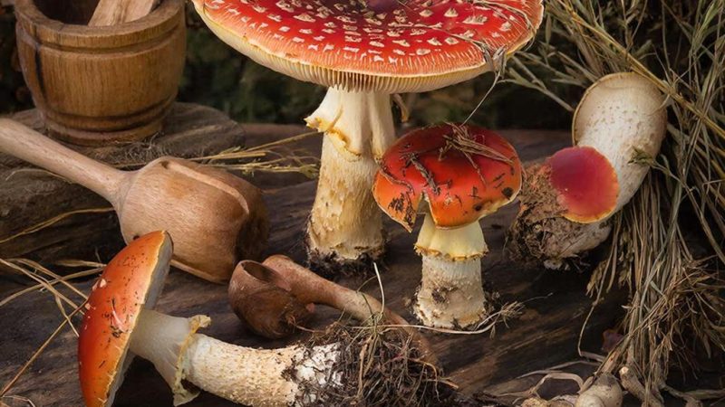 Тайная исповедь лесного алхимика: наш опыт разгадки мифов и суровой реальности пантерного мухомора