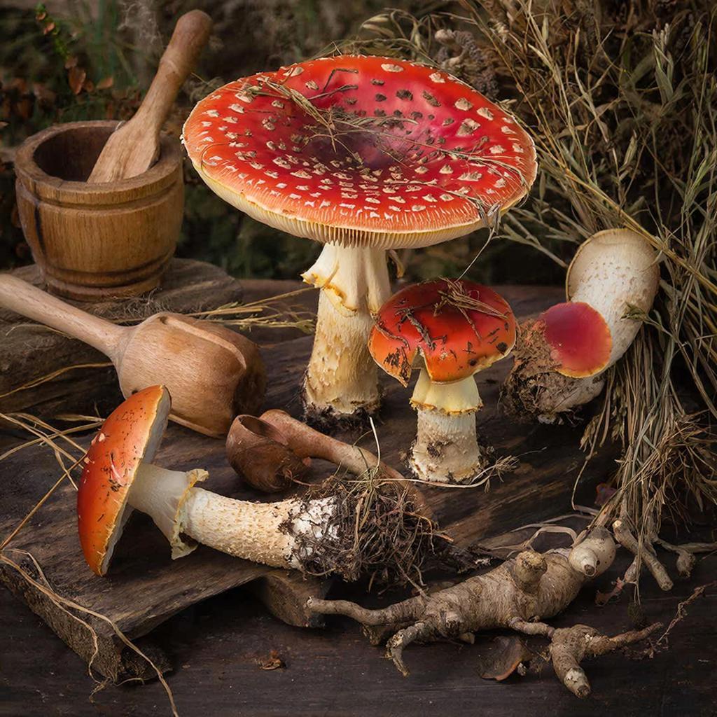 Тайная исповедь лесного алхимика: наш опыт разгадки мифов и суровой реальности пантерного мухомора